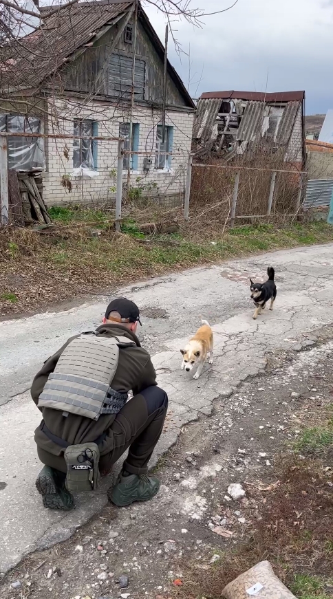 Собаки у прифронтовому селі на Донеччині