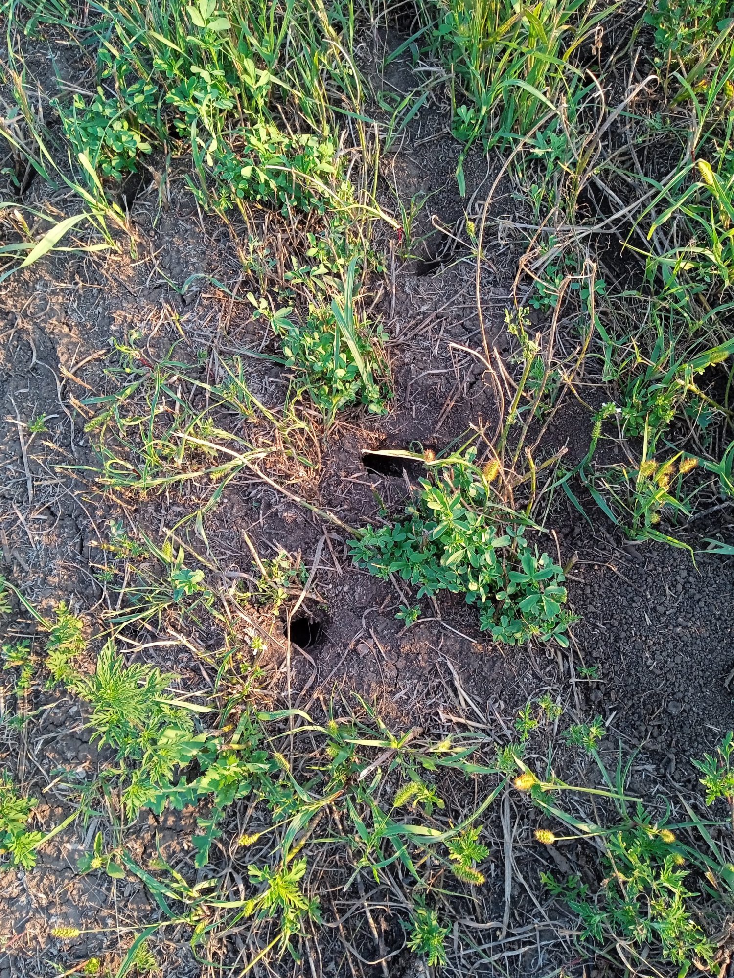 мишачі нори на землі Олексія Бурковського експеримент повернення ріллі у степ
