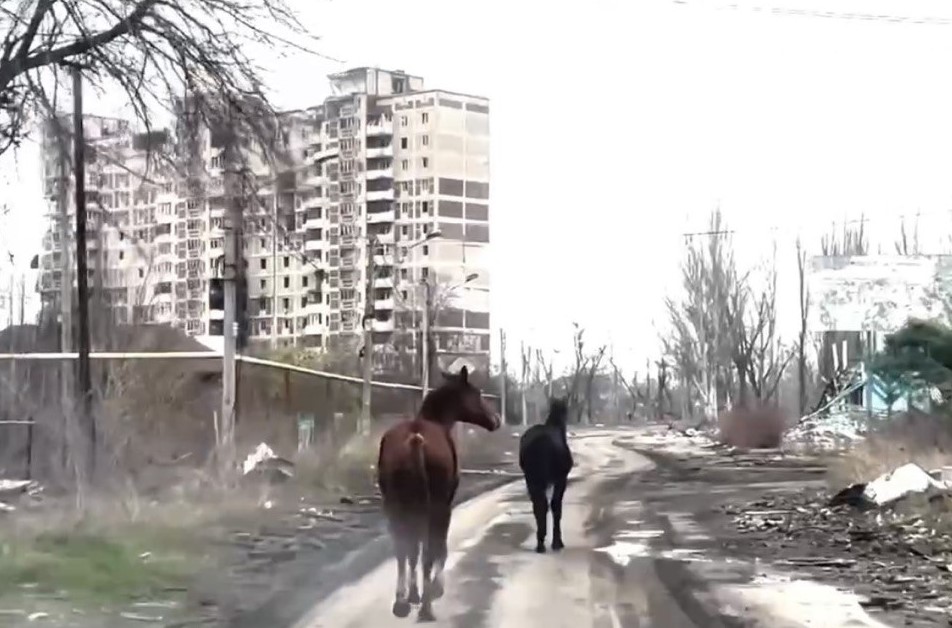 Из Авдеевки эвакуировали двух лошадей из уничтоженной россиянами фермы (ФОТО, ВИДЕО)