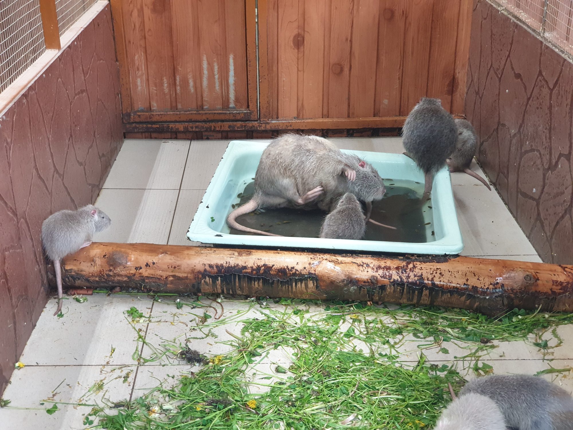 погано облаштований зоопарк на Камчатці у Росії