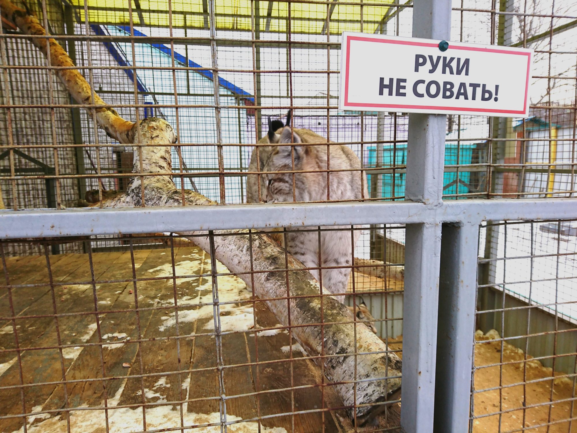 погано облаштований зоопарк на Камчатці у Росії