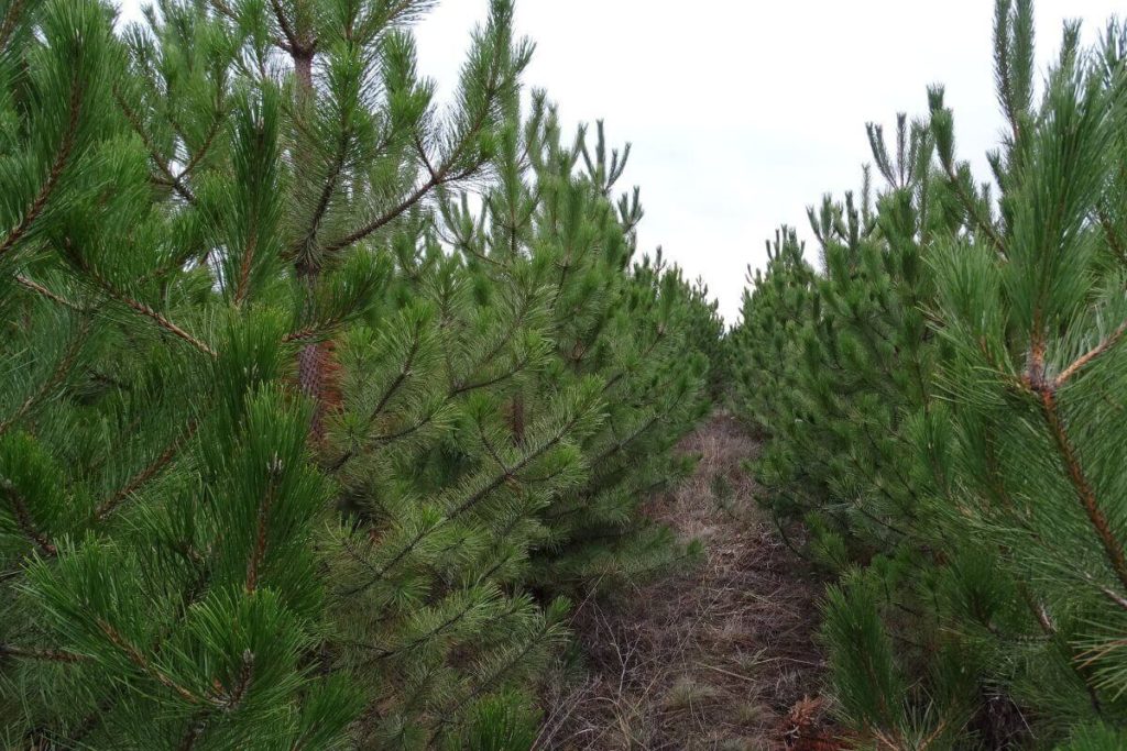 В Донецкой области с 1 декабря продают новогодние елки и сосны из лесничеств: цены, локации и контакты