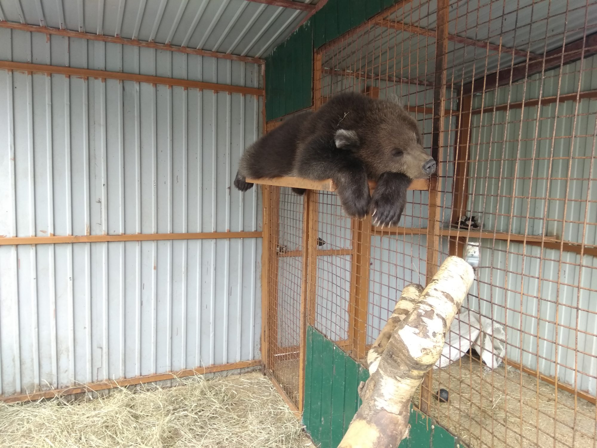 ведмідь у зоопарку на Камчатці