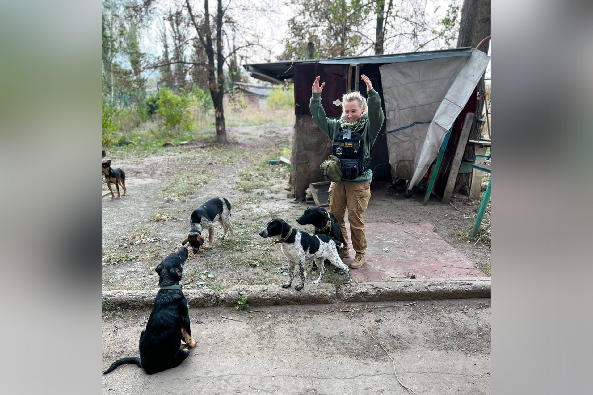 Собаки, яких підгодовує волонтерка в Авдіївці