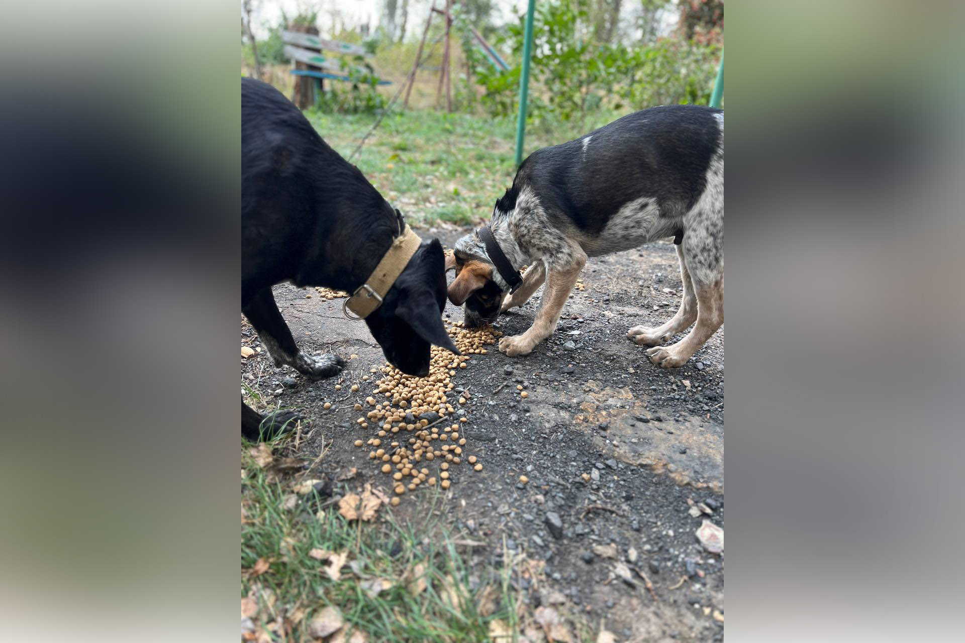 Собаки в Авдіївці, яких годує волонтерка Ольга Зайцева у листопаді 2023 року