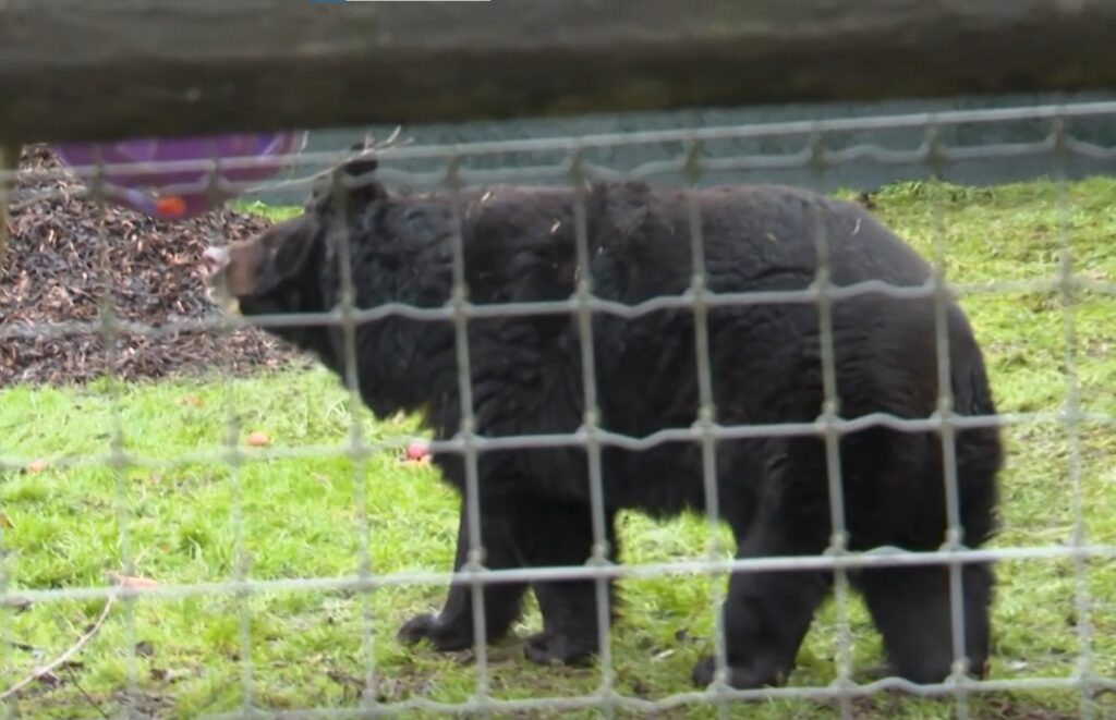 Ямполь теперь в Шотландии: медведя из разрушенного зоопарка Донетчины приютили за границей (ФОТО)