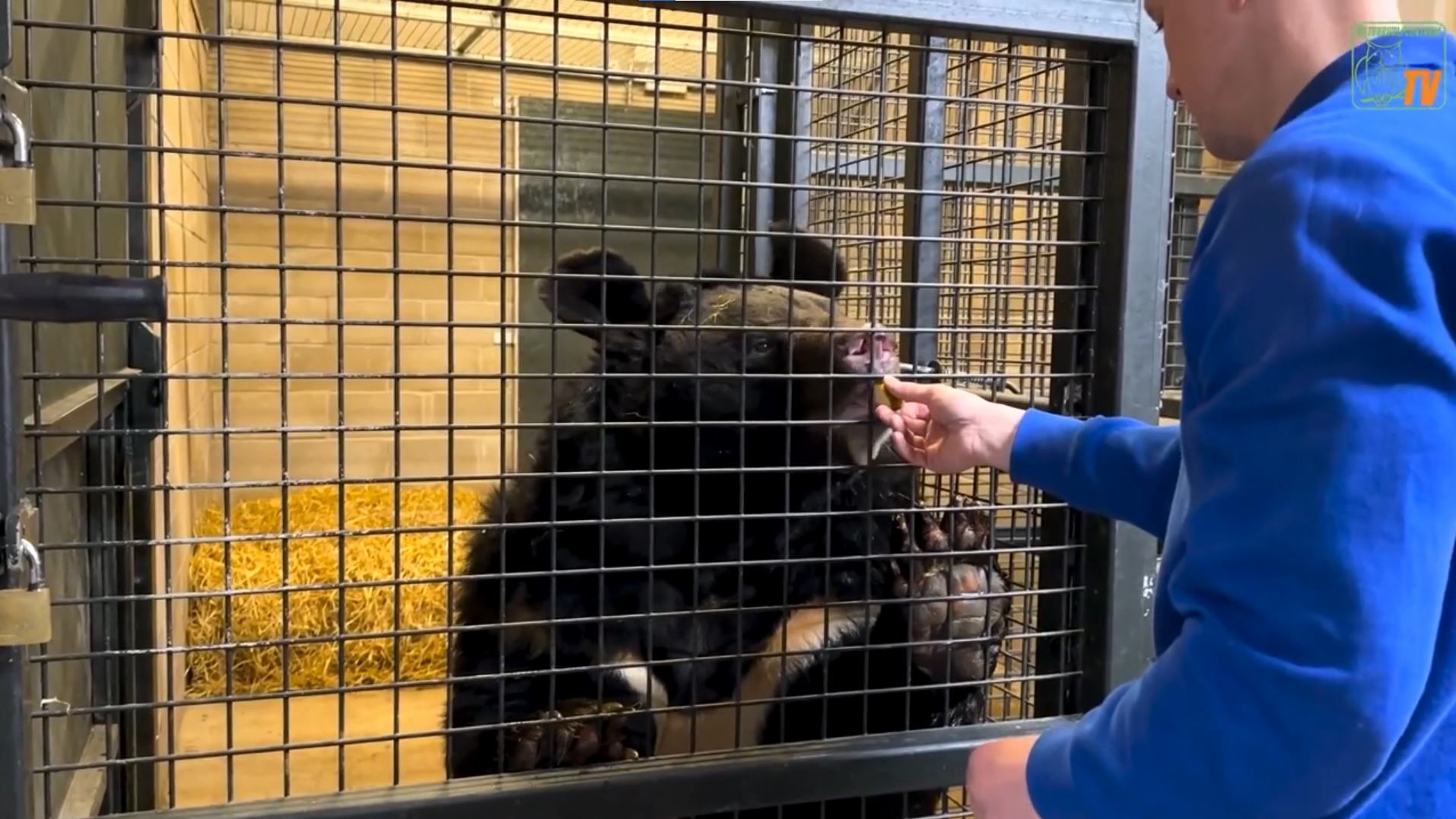 Ведмідь Ямпіль куштує огірки у шотландському зоопарку Five Sisters