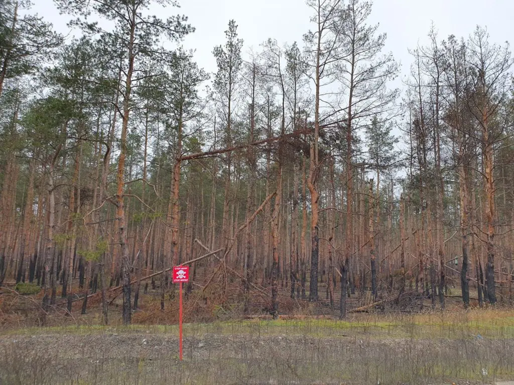Близько 15 тисяч гектарів лісу у Слов’янській та Лиманській громадах знищені внаслідок бойових дій, на відновлення потрібні десятки років