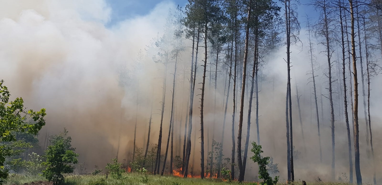 Ліси Донеччини під час пожежі