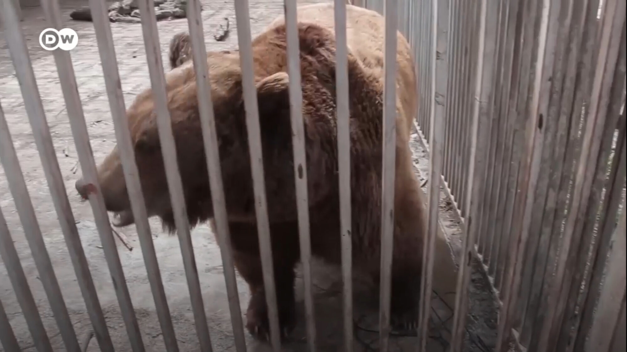 З Росії доставили “подарунок” для маріупольського зоопарку, де через вторгнення окупантів загинули близько 20 тварин 4