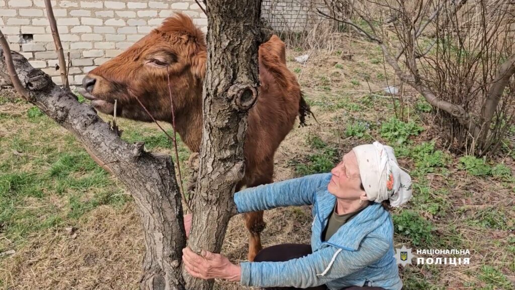 “Я сохранила свой скот, который прошел бомбардировку”, — полицейские эвакуировали семью из Торска и девять коров (ФОТО)