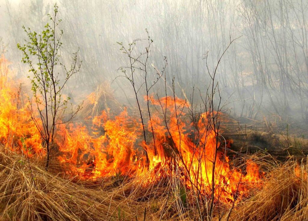 Мешканців Донеччини попередили про найвищий рівень пожежної небезпеки: як себе вберегти
