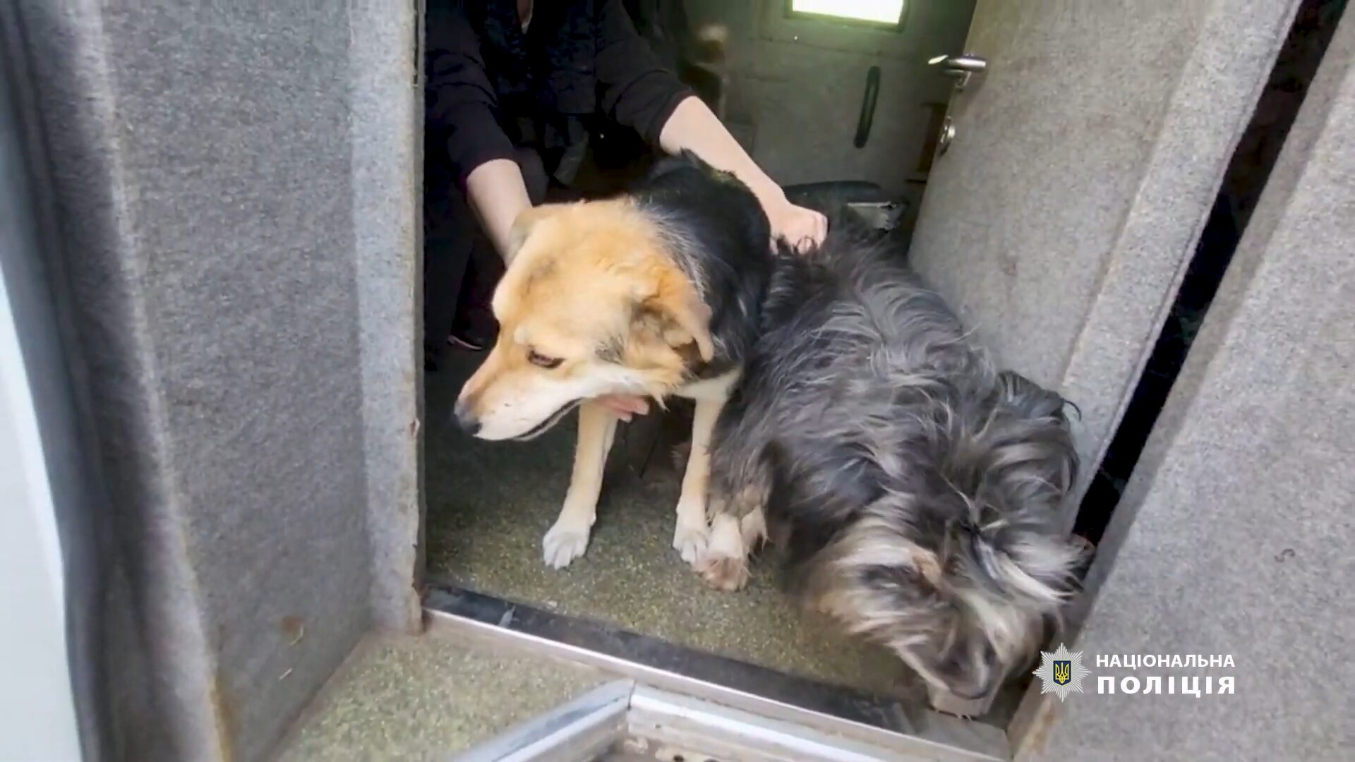 “Білі янголи” евакуювали з Красногорівки ще чотирьох цивільних та трьох собак (ФОТО) 2
