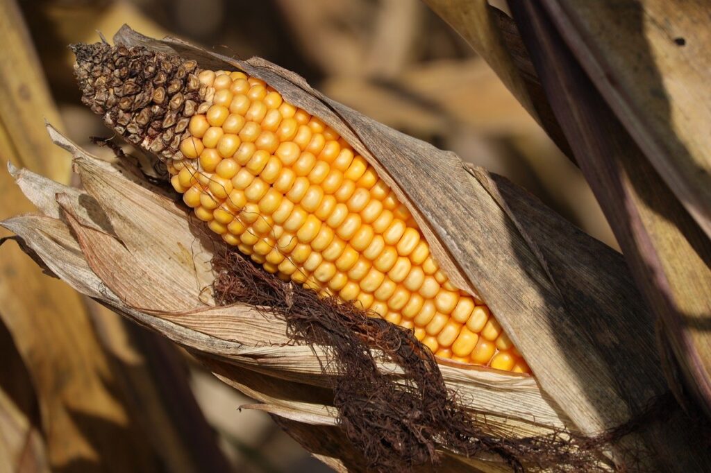 Аграрії Донеччини зможуть отримати безкоштовне насіння кукурудзи: як подати заявку