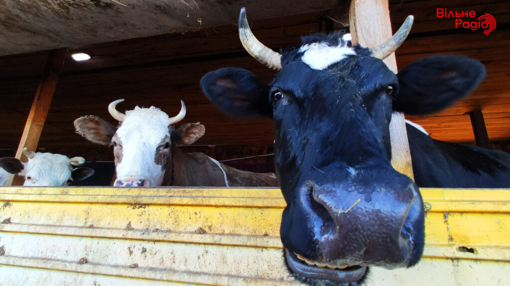 Фермерам у скруті з Донеччини виділили понад 7 мільйонів гривень на ветеринарні ліки, аби корів не вбивали на м’ясо