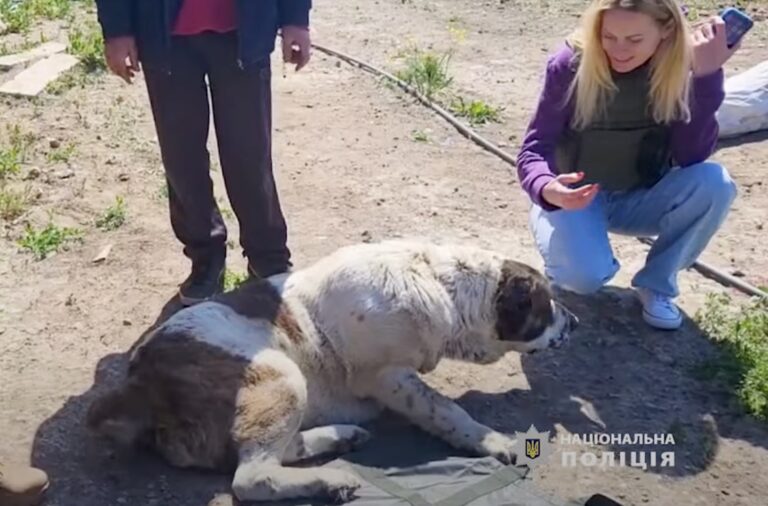 З прифронтової Єлизаветівки евакуювали чотирьох вівчарок, тепер їм шукають господарів у Києві (ВІДЕО)