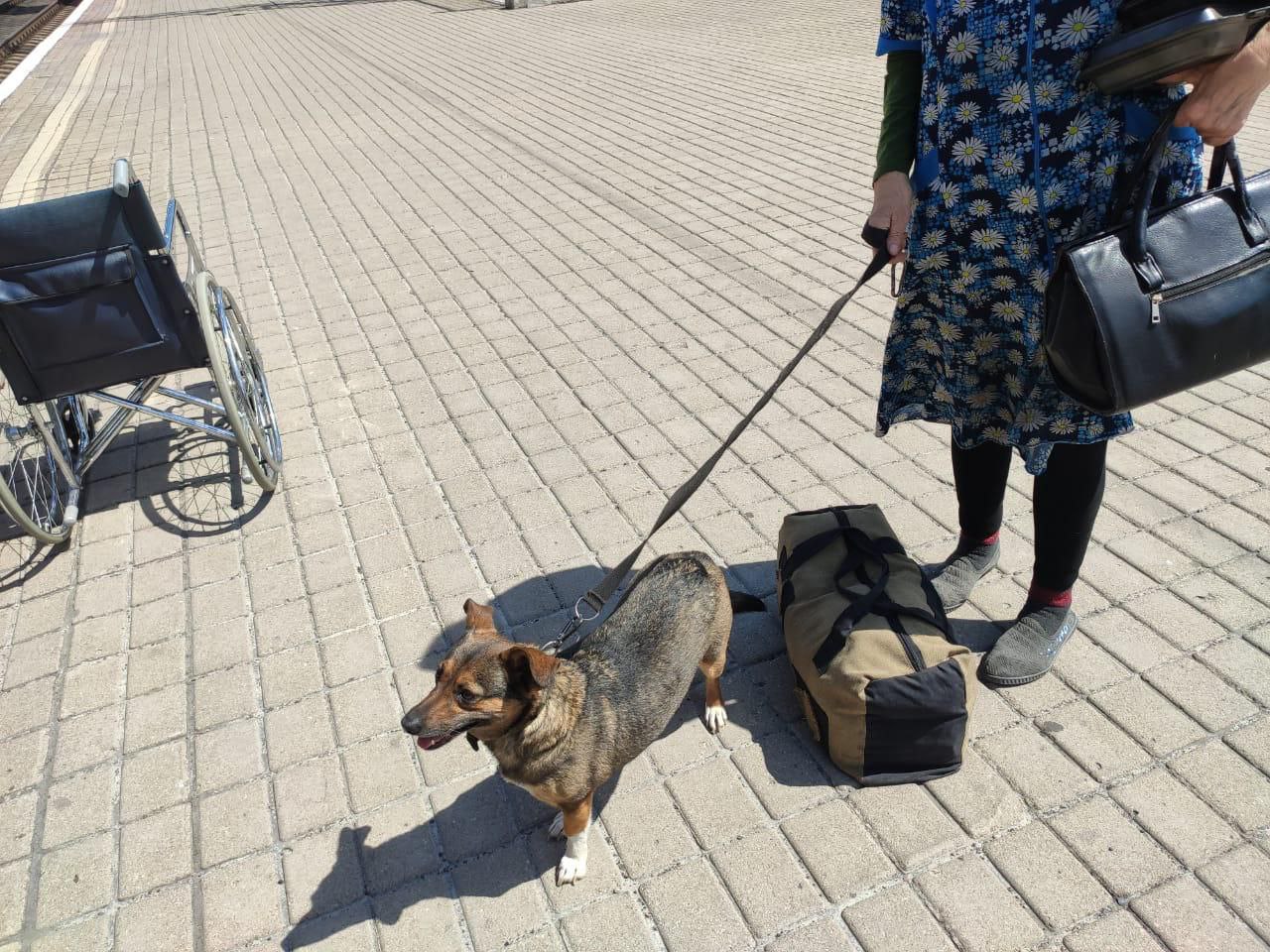 Из Донецкой области вывозят собак