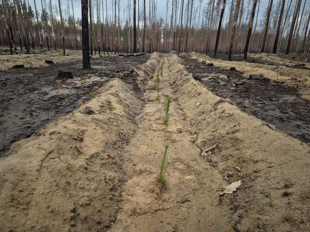 Кампанія з відновлення лісів у Лиманській громаді. Фото: Донецька ОВА