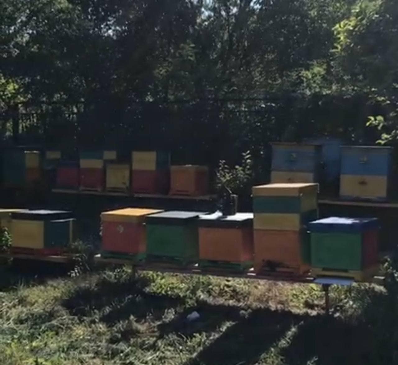 Зображення до посту: “Каждый день приносит открытия”: как переселенка из Бахмута с нуля развивает пасеку под Кременчугом