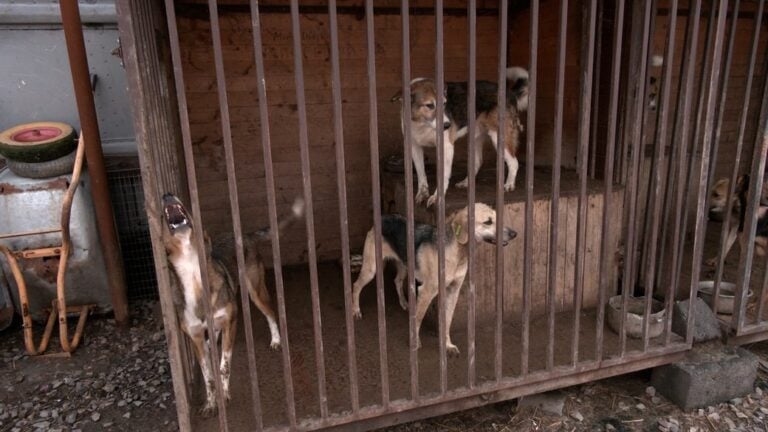 У Слов’янську шукають нового підрядника для стерилізації безпритульних тварин