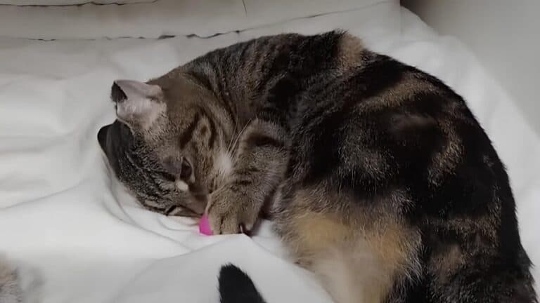 Для врятованої зі Слов’янська однолапої кішки Віманіки знайшли родину