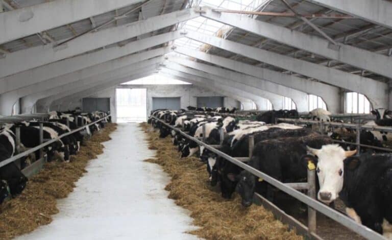 В Україні подвоїли компенсації за будівництво ферм у прифронтових громадах: тепер повертатимуть 50% вартості, — уряд