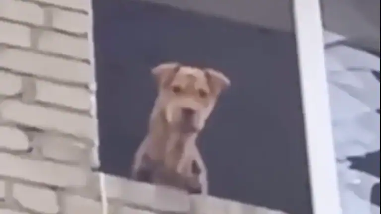 В Олексієво-Дружківці волонтери врятували собаку, яка місяць була заблокована у зруйнованій п’ятиповерхівці (деталі)