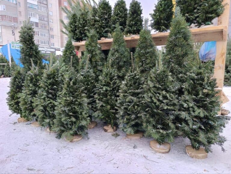У Слов’янську охоронятимуть від незаконної вирубки хвойні у передноворічний період: де купити ялинку легально (адреси)