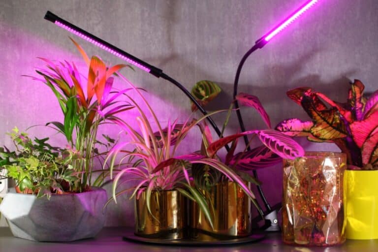 Фитолампы: роль искусственного света в росте растений