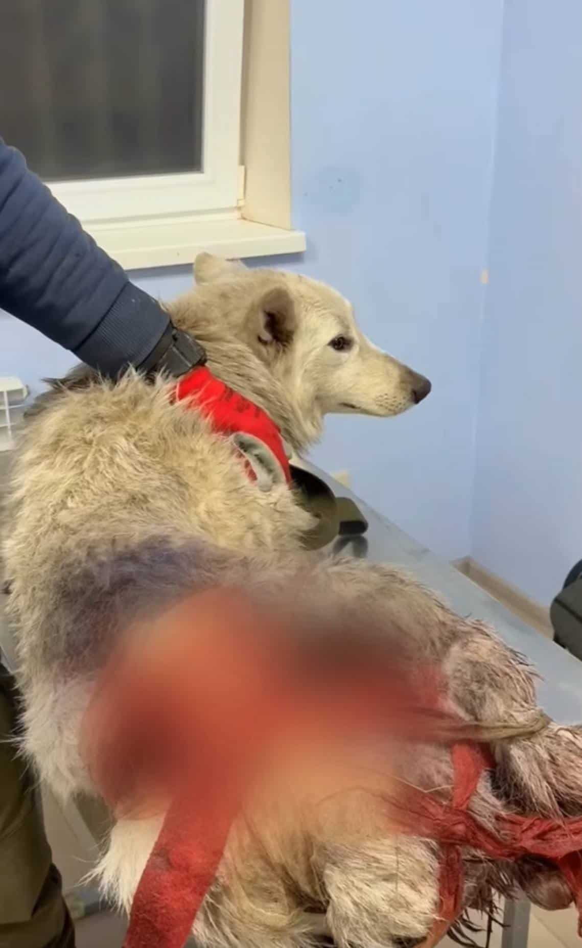 Зображення до посту: Російський дрон поцілив в авто зоозахисників на Донеччині — поранений собака