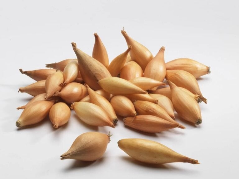 Секреты крупного лука: правильная посадка и уход