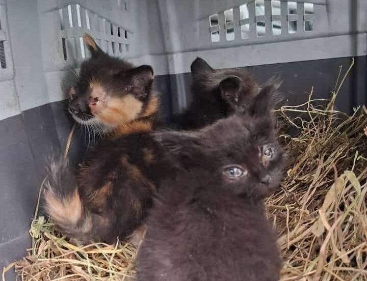 Зооволонтеры эвакуировали из Доброполья трех котят: о них заботился погибший военный