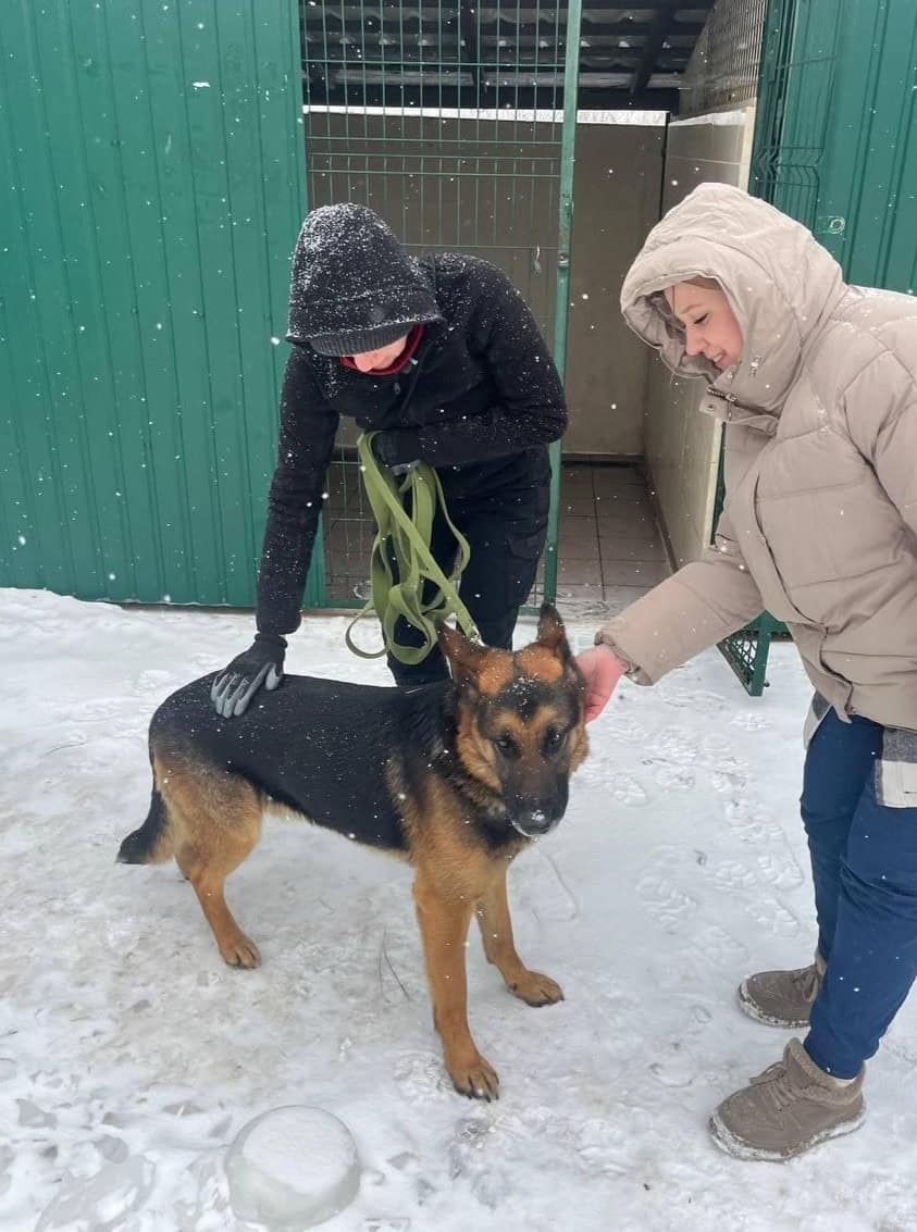 Господарі сказали застрелити: з Краматорського району евакуювали собаку, за яким доглядали військові