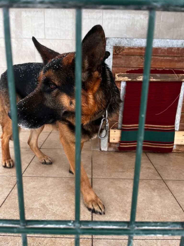 Хозяева сказали застрелить: из Краматорского района эвакуировали собаку, за которой ухаживали военные (детали)