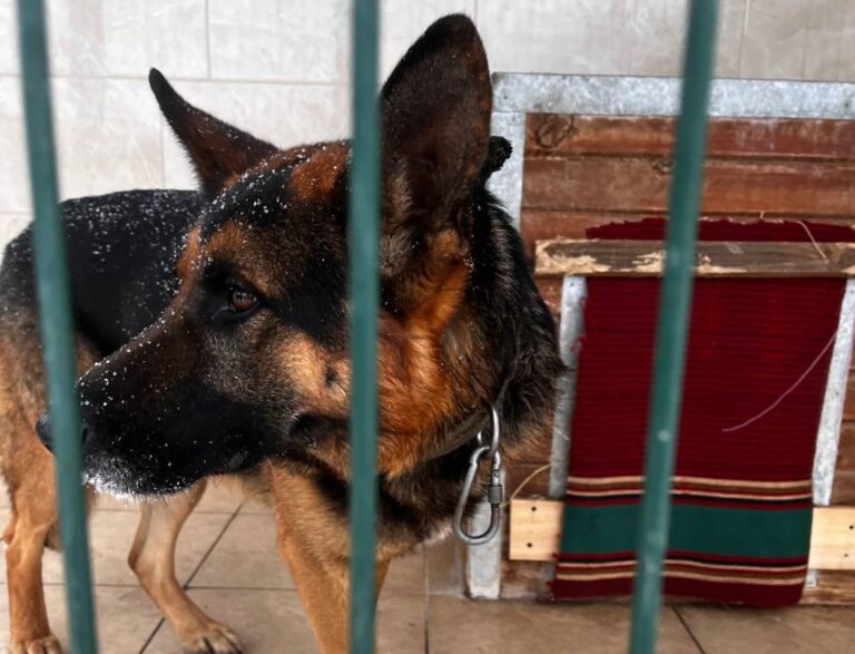 Господарі сказали застрелити: з Краматорського району евакуювали собаку, за яким доглядали військові (деталі)