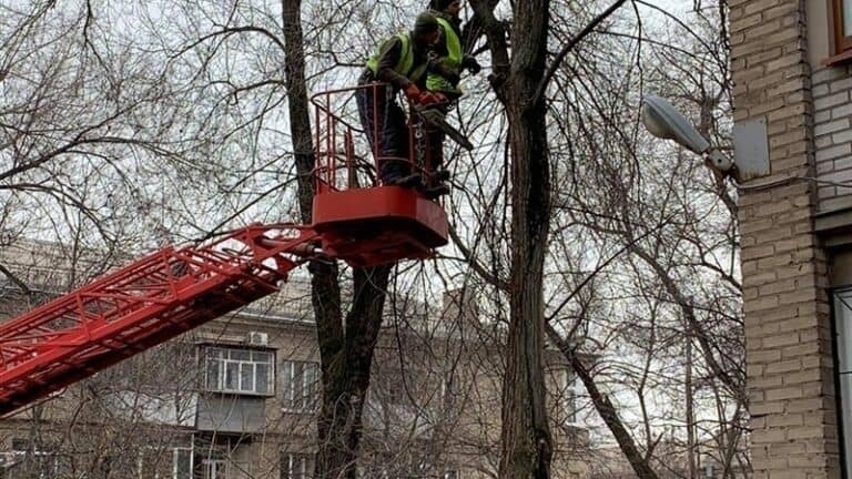 В Славянской громаде планируют выкорчевать более 780 деревьев: они находятся в аварийном состоянии (детали)