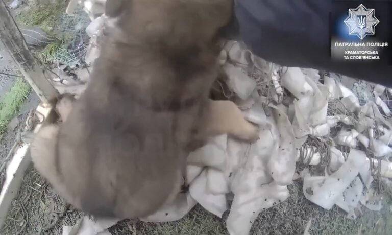 Полицейские освободили на Донетчине щенка, запутавшегося в маскировочной сетке