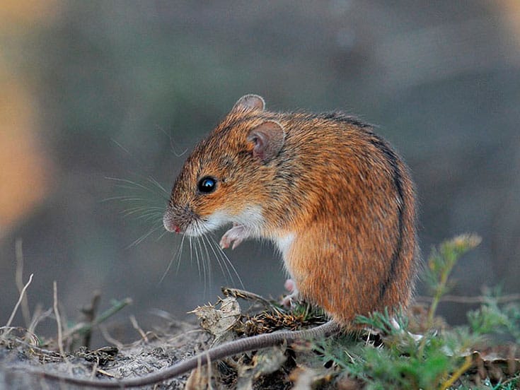 У Слов’янській та Миколаївських громадах виявили збудника туляремії у гризунів: чи небезпечно це