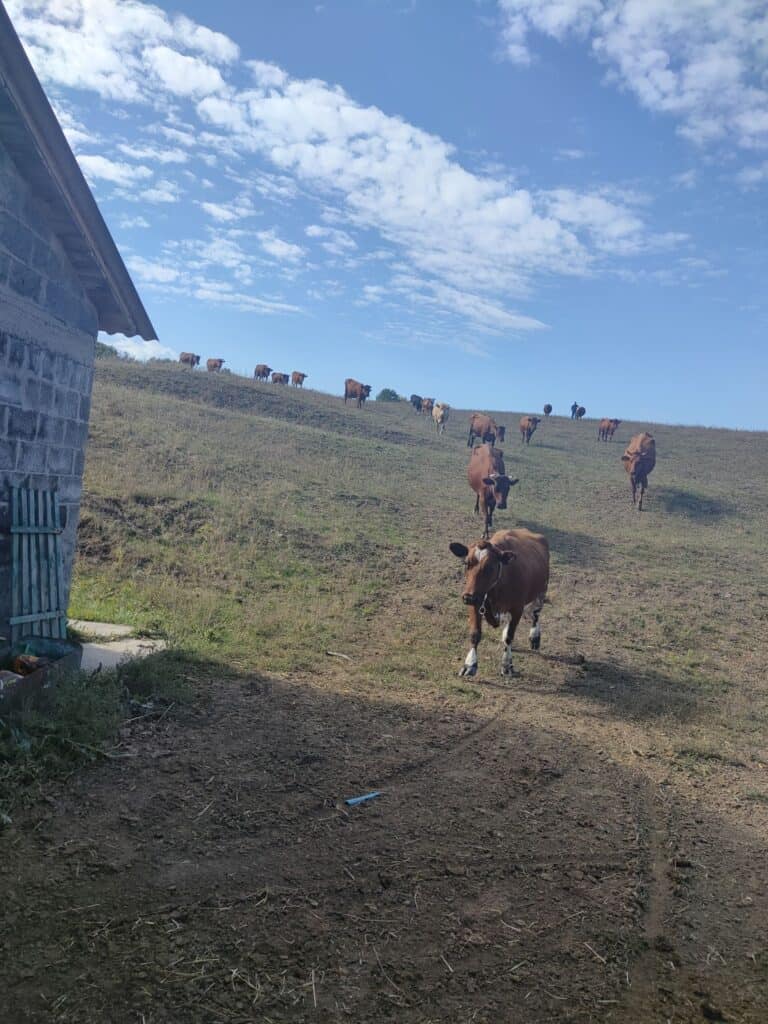 «Падают надои, гибнут телята»: фермер из Донецкой области из-за обстрелов во второй раз готовится к эвакуации