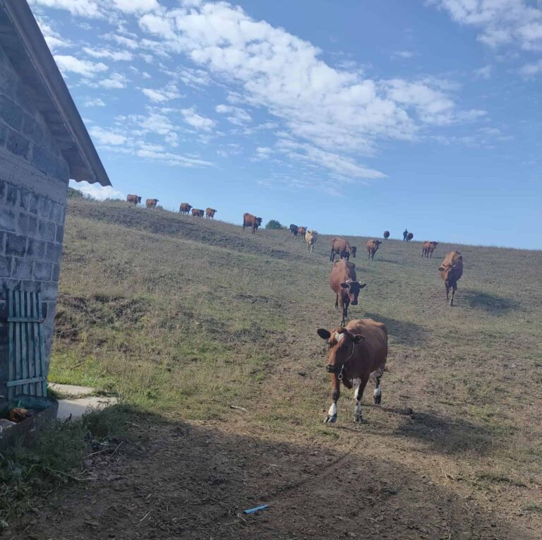 “Падають надої, гинуть телята”: фермерка з Донеччини через обстріли вдруге готується до евакуації