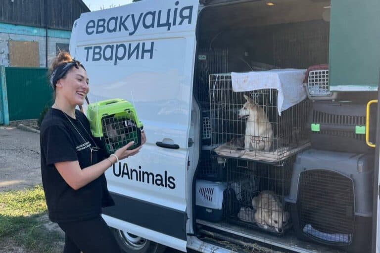 Їх не забрали — але за ними повернулися: як на Донеччині рятують покинутих тварин