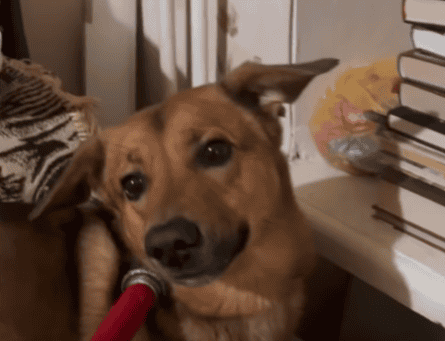 З Донеччини евакуювали ще 27 тварин: двох собак одразу забрали в нові родини