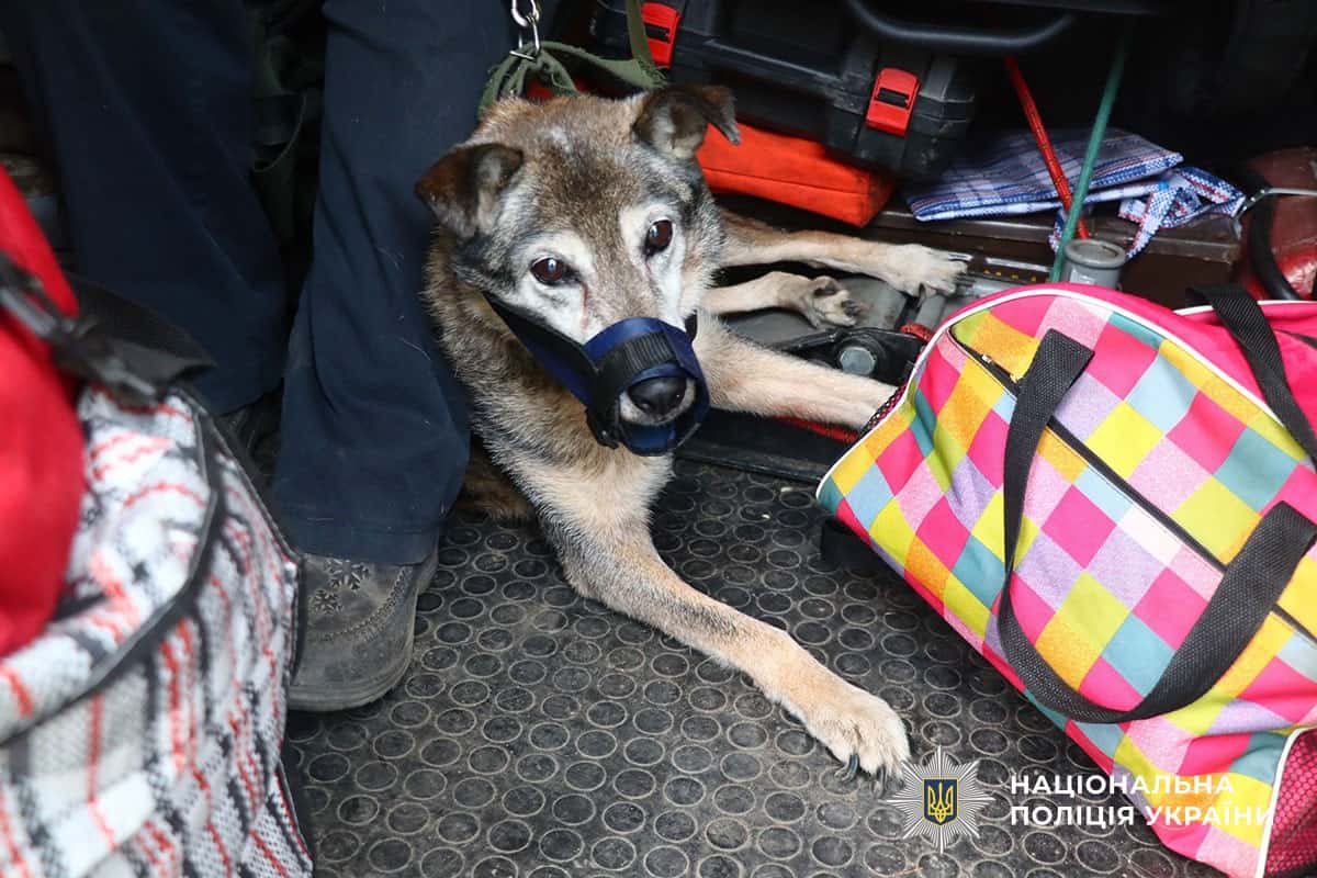 "Втратила пам'ять після влучання в будинок": з Дружківки евакуювали постраждалу жінку та подружжя