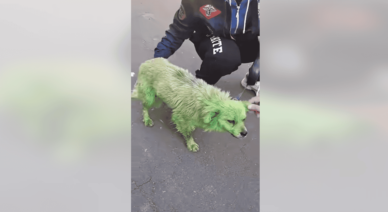 Історія "зеленої собаки" з Дружківки: що сталося з твариною та де вона зараз