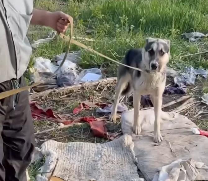 Волонтери врятували у Краматорську собаку, яка провела у колодязі два тижні